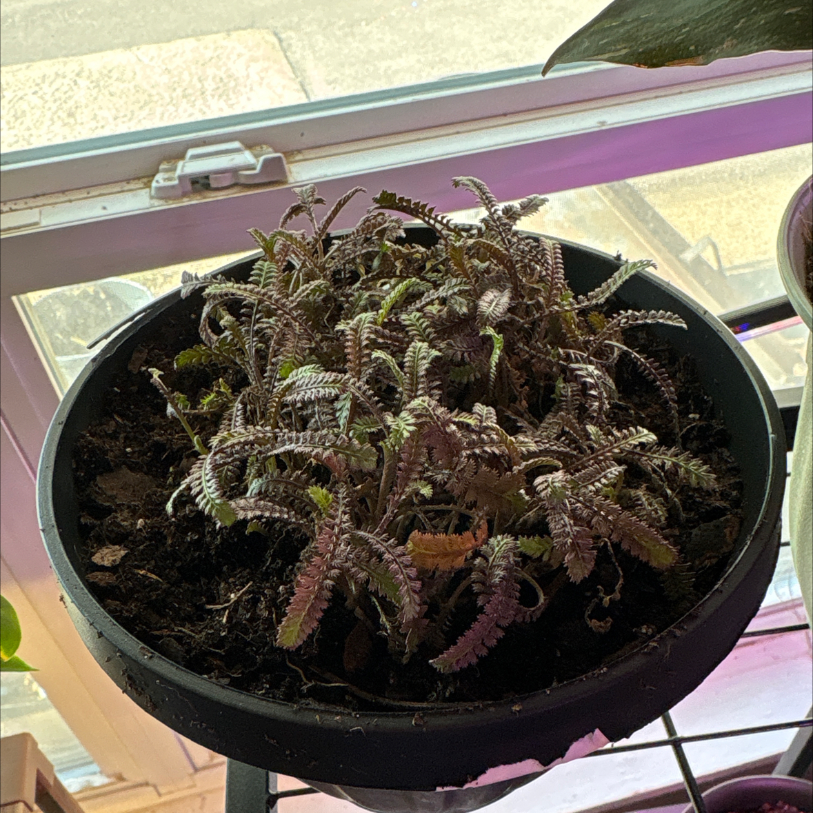 Photo of the plant species Brass Buttons by @alisaurrrr named BB on Greg, the plant care app