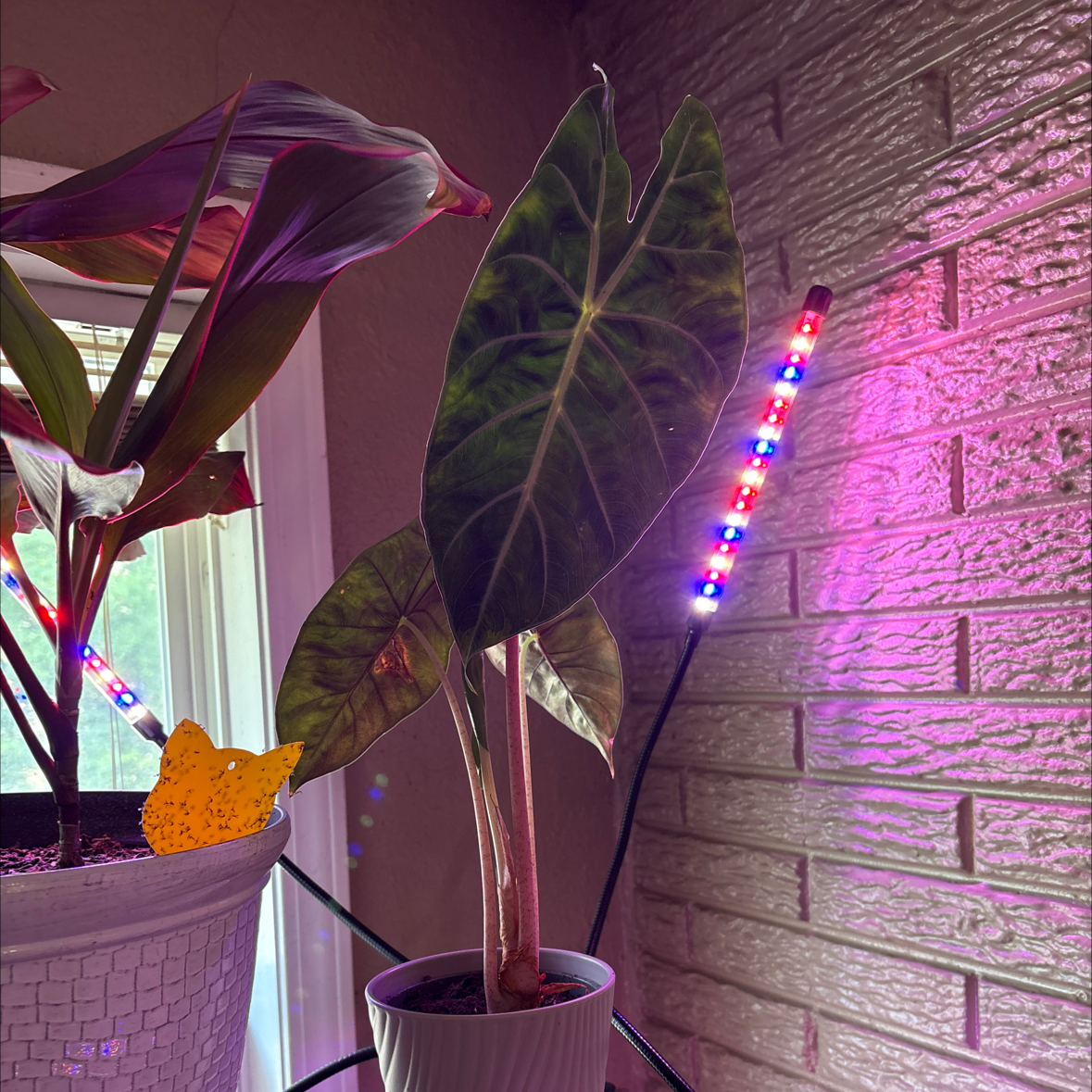 Photo of the plant species Pink Dragon by @alisaurrrr named Cassie on Greg, the plant care app