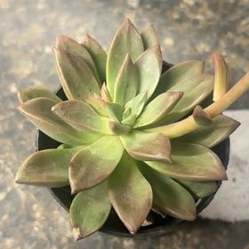 Photo of the plant species Graptoveria 'April Dawn' by @PrimoDaisy63 named Oscar on Greg, the plant care app