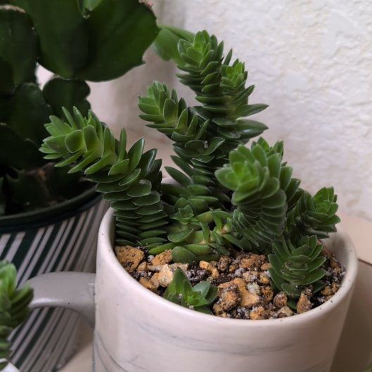 Photo of the plant species Crassula 'Spiralis' by @Zenmudio named Keanu Leaves on Greg, the plant care app