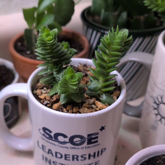 Photo of the plant species Crassula 'Spiralis' by @Zenmudio named Kobe on Greg, the plant care app