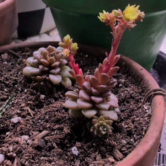 Photo of the plant species Graptosedum 'Vera Higgins' by @Zenmudio named Hamilton on Greg, the plant care app