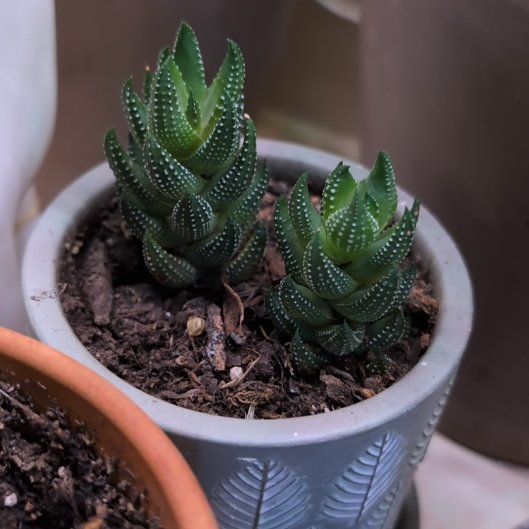 Photo of the plant species Zebra Wart by @Zenmudio named Nithin on Greg, the plant care app