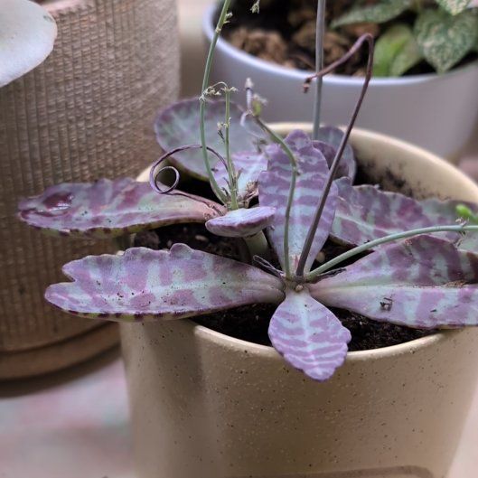 Photo of the plant species Kalanchoe 'Desert Surprise' by @Zenmudio named Zeus on Greg, the plant care app