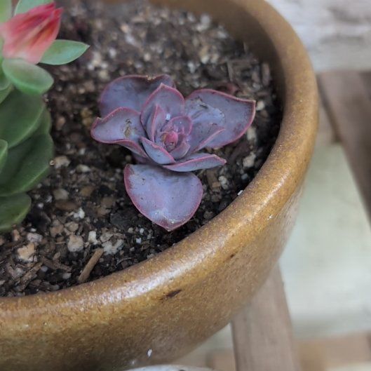 Photo of the plant species Purple Pearl by @Zenmudio named Gaga on Greg, the plant care app