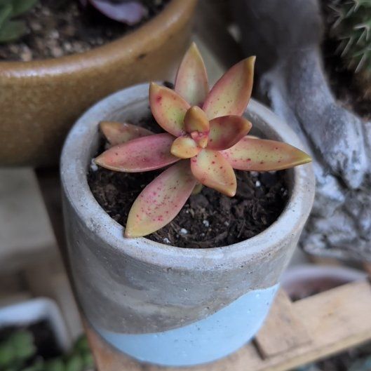 Photo of the plant species Sedum Adolphi by @Zenmudio named Fernie Mercury on Greg, the plant care app