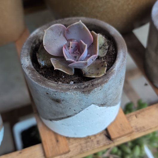 Photo of the plant species Purple Pearl by @Zenmudio named Spike Leaves on Greg, the plant care app