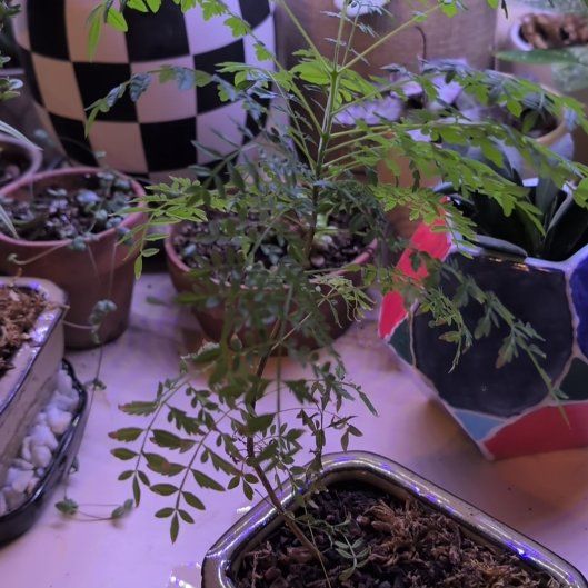 Photo of the plant species Jacaranda by @Zenmudio named Einstein on Greg, the plant care app