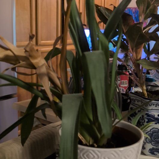 Photo of the plant species Guzmania Bromeliad by @Zenmudio named Bella on Greg, the plant care app
