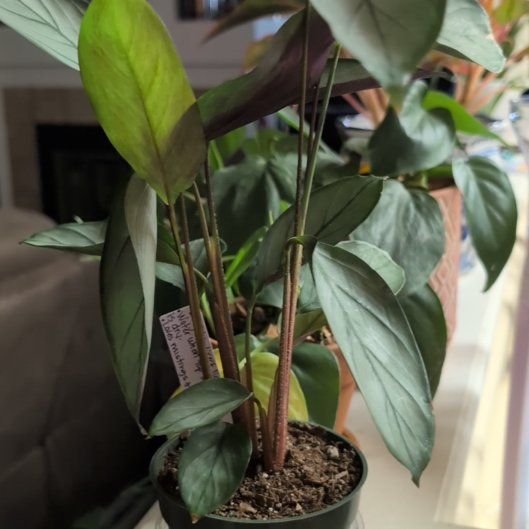 Photo of the plant species Grey Star by @Zenmudio named Lavender on Greg, the plant care app