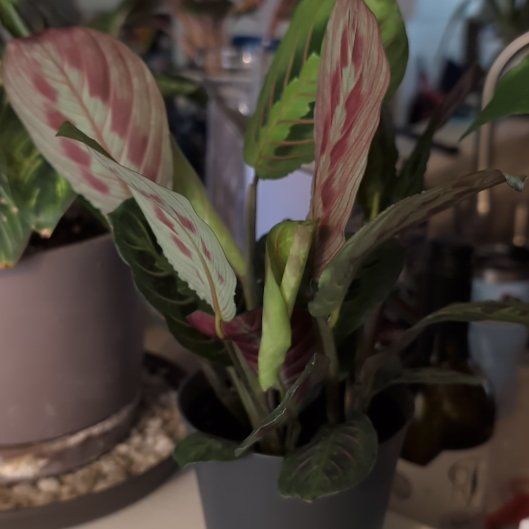 Photo of the plant species Red prayer plant by @Zenmudio named Kesha on Greg, the plant care app