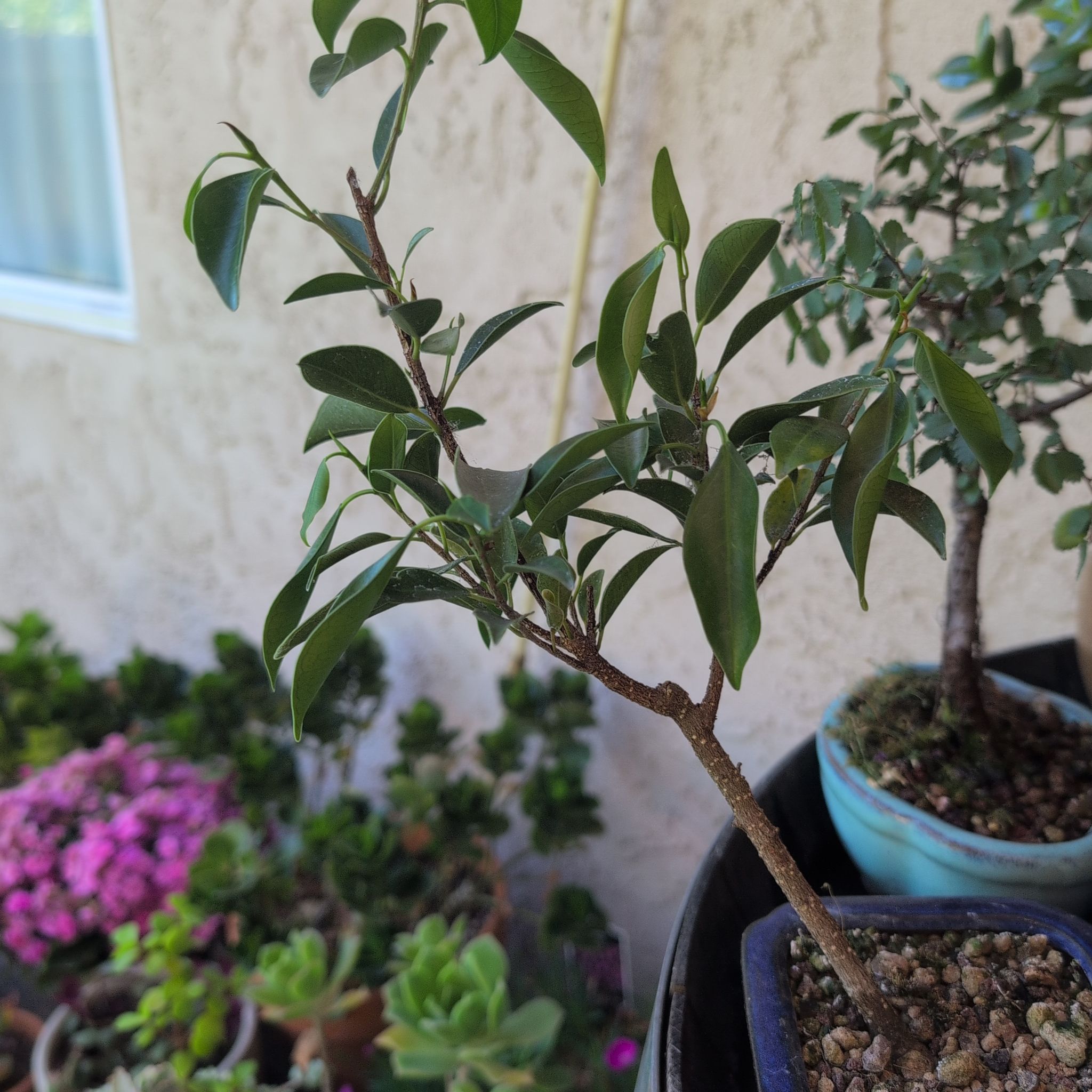 Photo of the plant species Tiger Bark Ficus by @Zenmudio named da Vinci on Greg, the plant care app