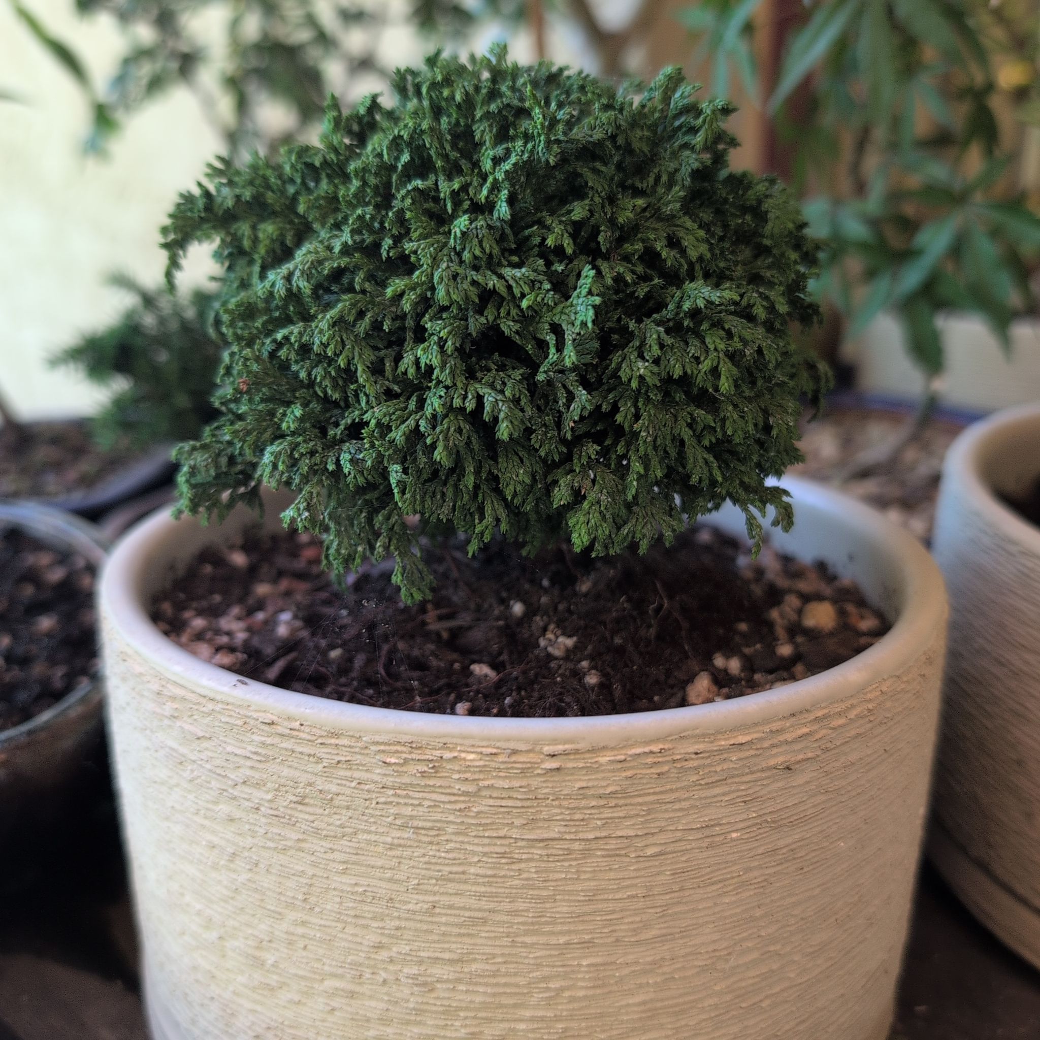 Photo of the plant species Dwarf Hinoki Cypress by @Zenmudio named Sanders on Greg, the plant care app