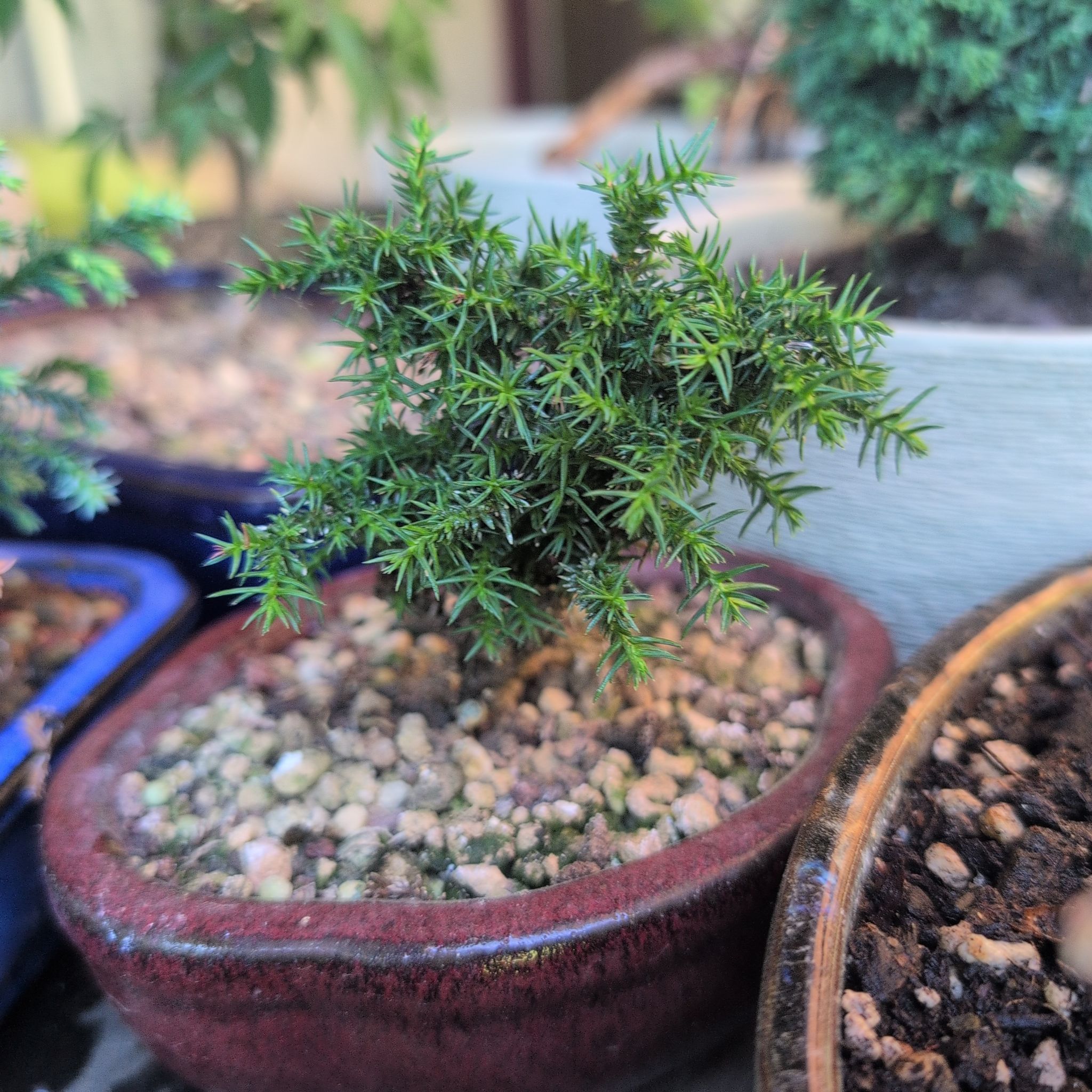 Photo of the plant species Japanese Juniper Bonsai by @Zenmudio named Elina on Greg, the plant care app