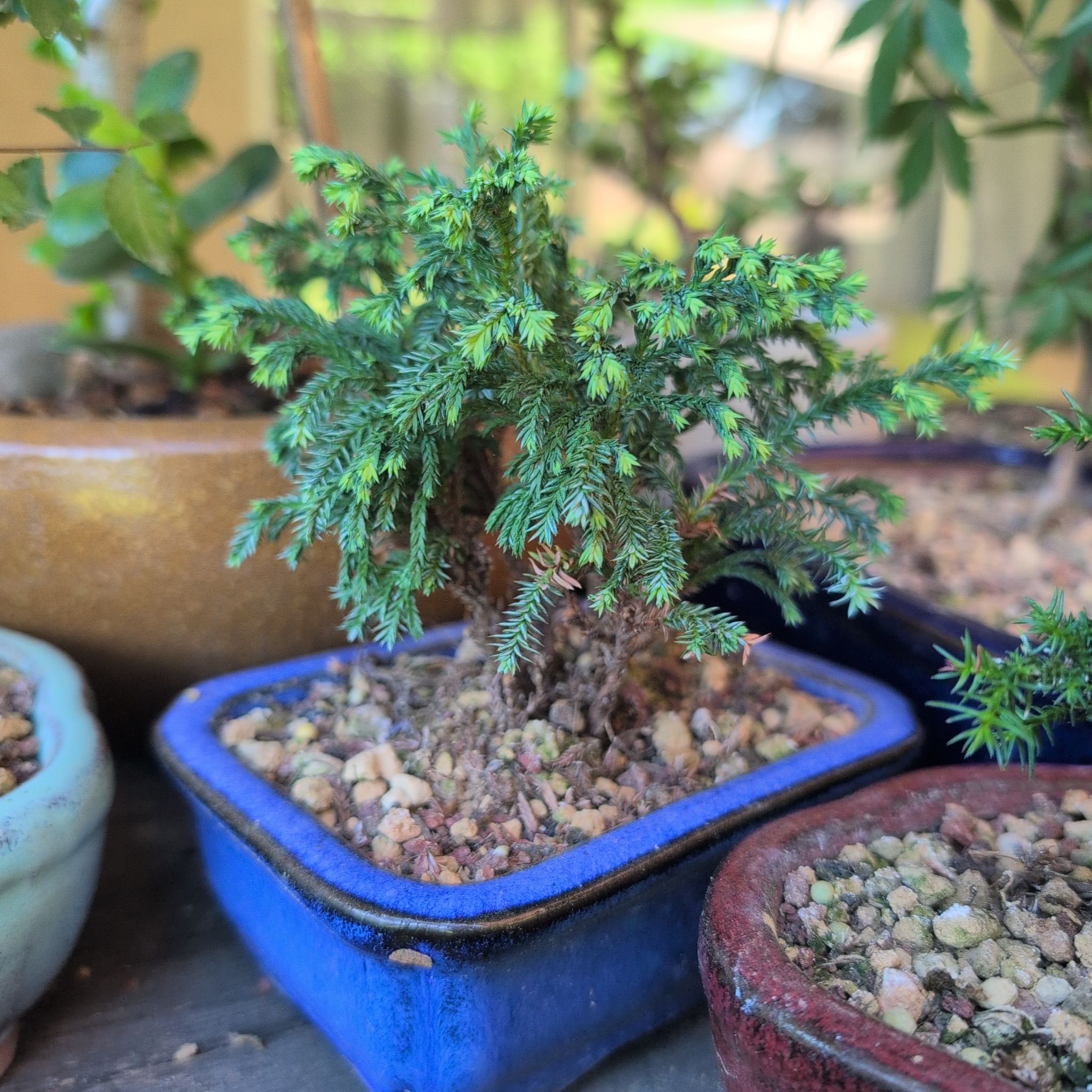 Photo of the plant species Japanese Cedar by @Zenmudio named Scarlett on Greg, the plant care app