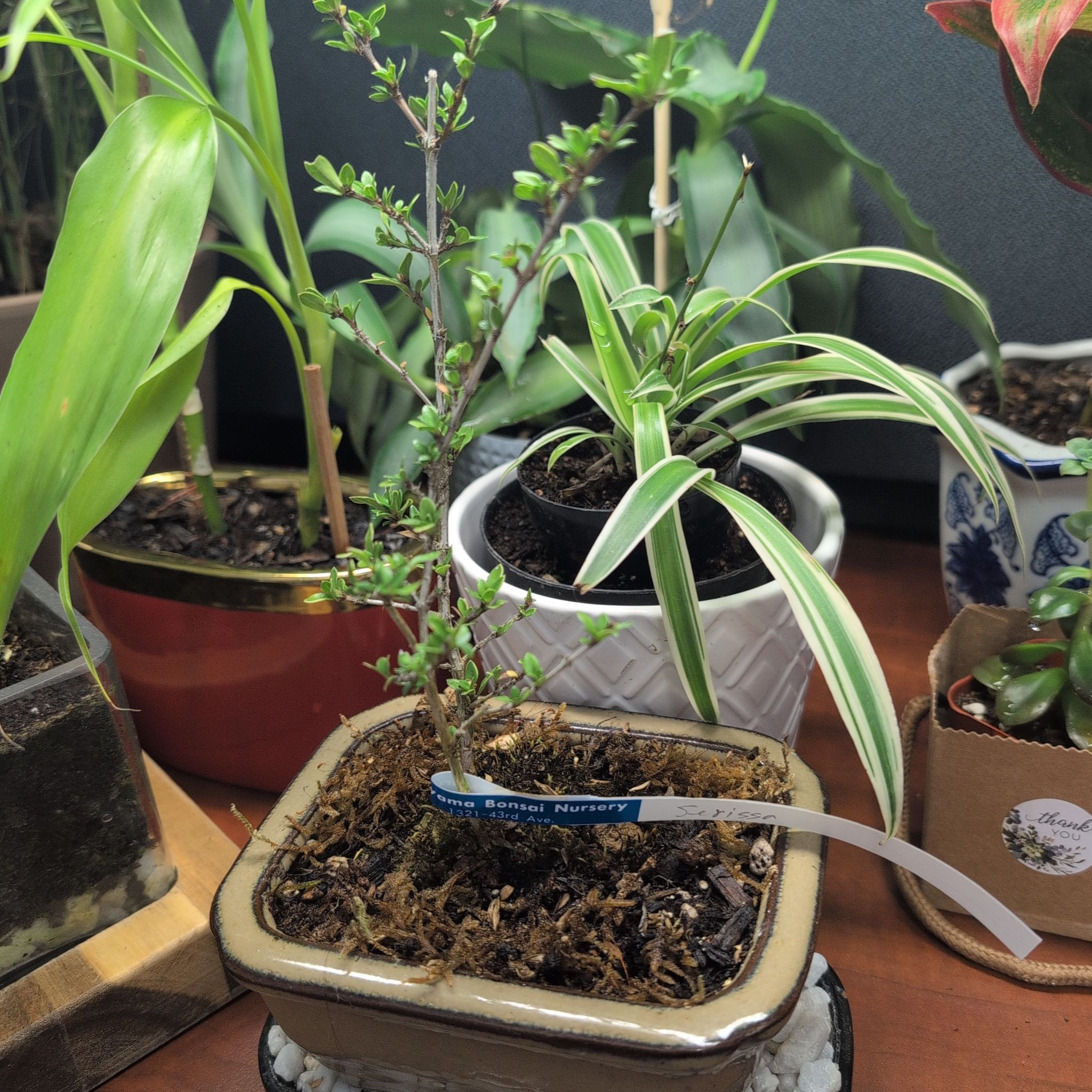 Photo of the plant species Serissa Foetida by @Zenmudio named Mollie on Greg, the plant care app