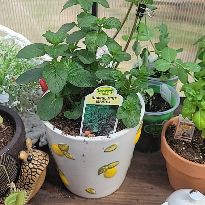Photo of the plant species Orange Mint by @WellmadeKoa26 named Bieber on Greg, the plant care app