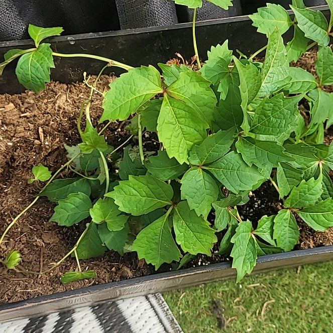 Photo of the plant species Boston Ivy 'Purpurea' by @WellmadeKoa26 named Doja Cat on Greg, the plant care app