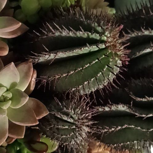 Photo of the plant species Coastal Agave by @TastyRainbow90 named Daphne on Greg, the plant care app