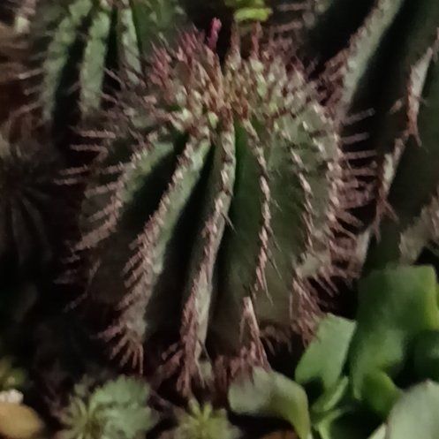 Photo of the plant species Giant Barrel Cactus by @TastyRainbow90 named Leaf Erickson on Greg, the plant care app