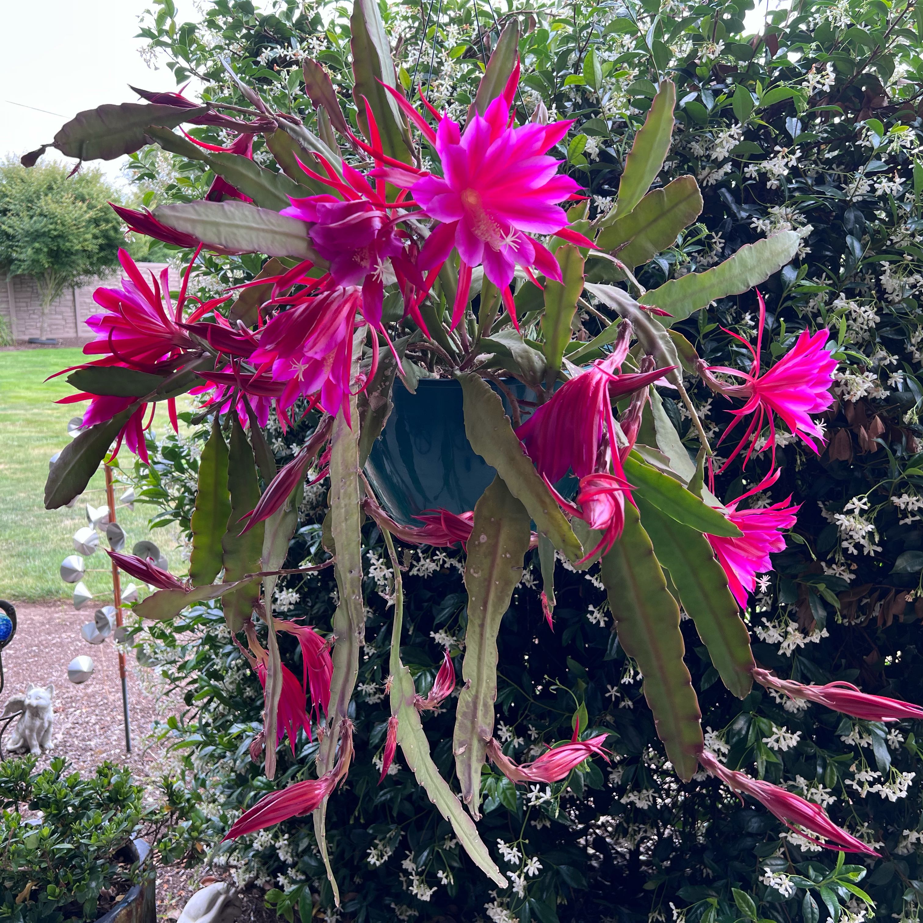 Photo of the plant species Red Orchid Cactus by @GemPalqui59 named Gobi on Greg, the plant care app