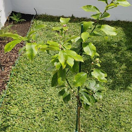 Photo of the plant species Eureka Lemon by @JardimBel named Lunario on Greg, the plant care app