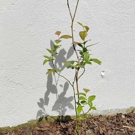 Photo of the plant species Brigitta Blueberry by @JardimBel named Brigitta on Greg, the plant care app