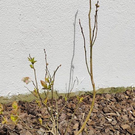 Photo of the plant species Legacy Blueberry Bush by @JardimBel named Legacy on Greg, the plant care app