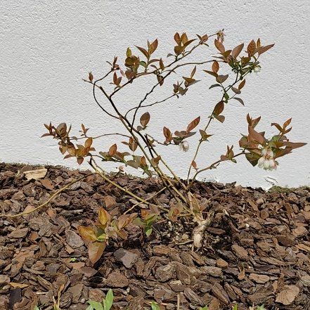 Photo of the plant species Bluecrop Blueberry by @JardimBel named Bluecrop on Greg, the plant care app