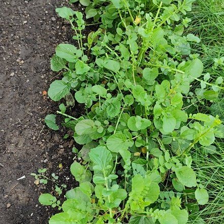 Photo of the plant species Water Cress by @JardimBel named Agrião on Greg, the plant care app
