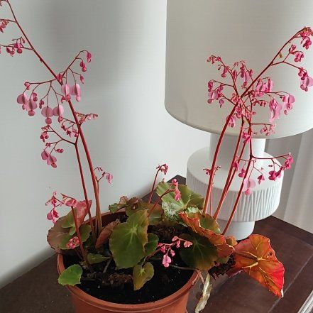 Begonia Grandis