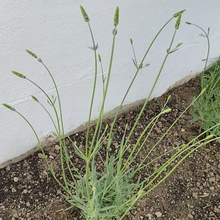 Photo of the plant species Lavender 'Phenomenal' by @JardimBel named Lavandim on Greg, the plant care app