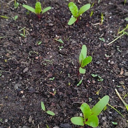 Photo of the plant species Common Beet by @JardimBel named Cylindrica on Greg, the plant care app
