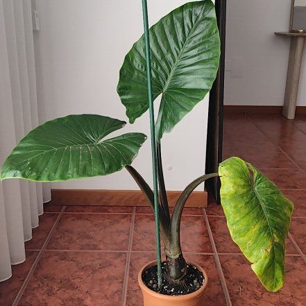 Photo of the plant species Black Macrorrhiza by @JardimBel named Alocasia Black Stem on Greg, the plant care app