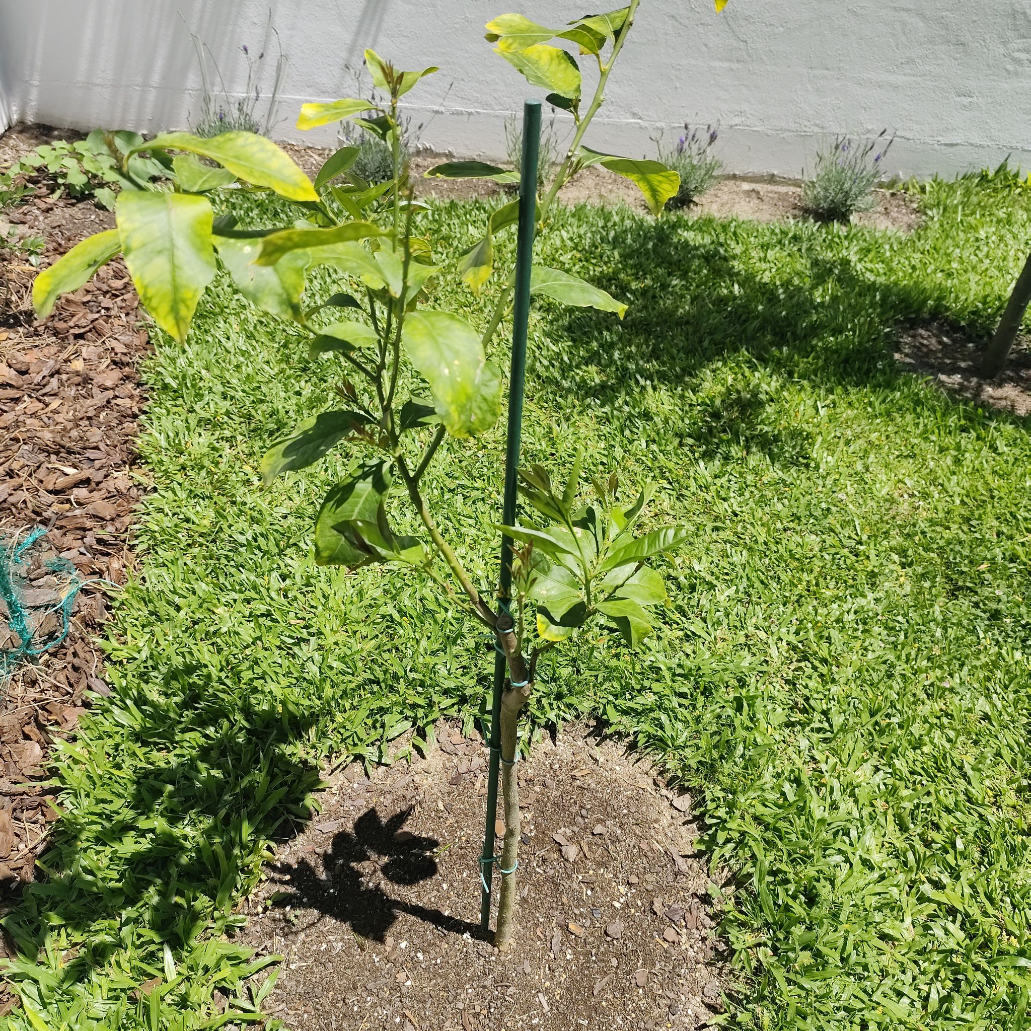 Photo of the plant species Eureka Lemon by @JardimBel named Lunario on Greg, the plant care app