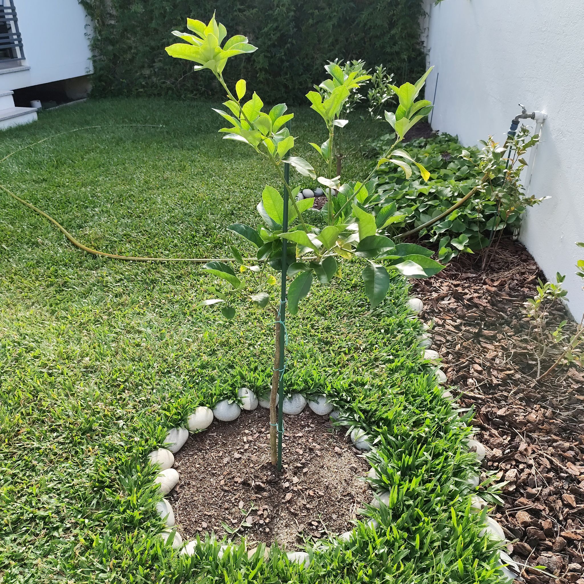 Photo of the plant species Eureka Lemon by @JardimBel named Lunario on Greg, the plant care app