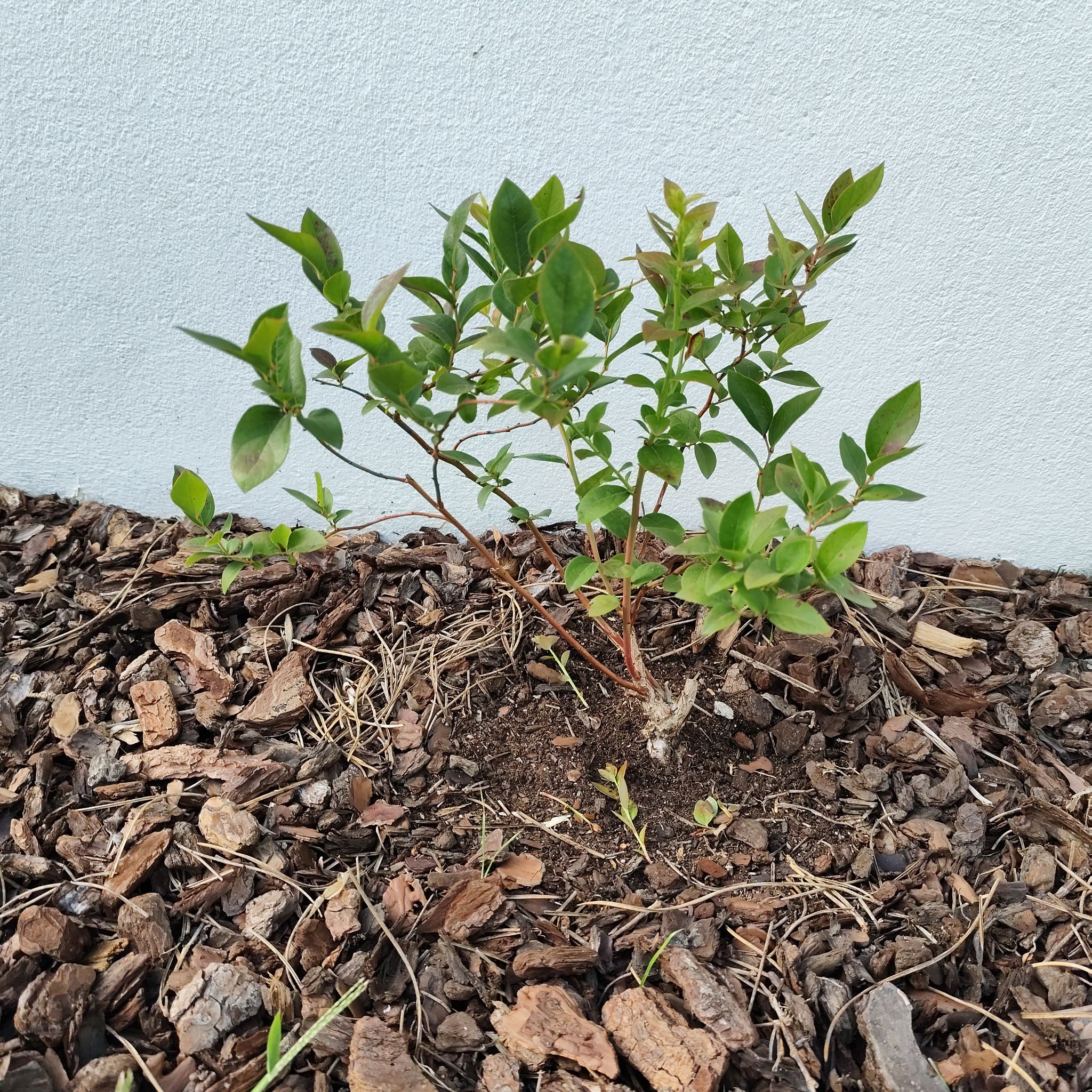 Photo of the plant species Bluecrop Blueberry by @JardimBel named Bluecrop on Greg, the plant care app