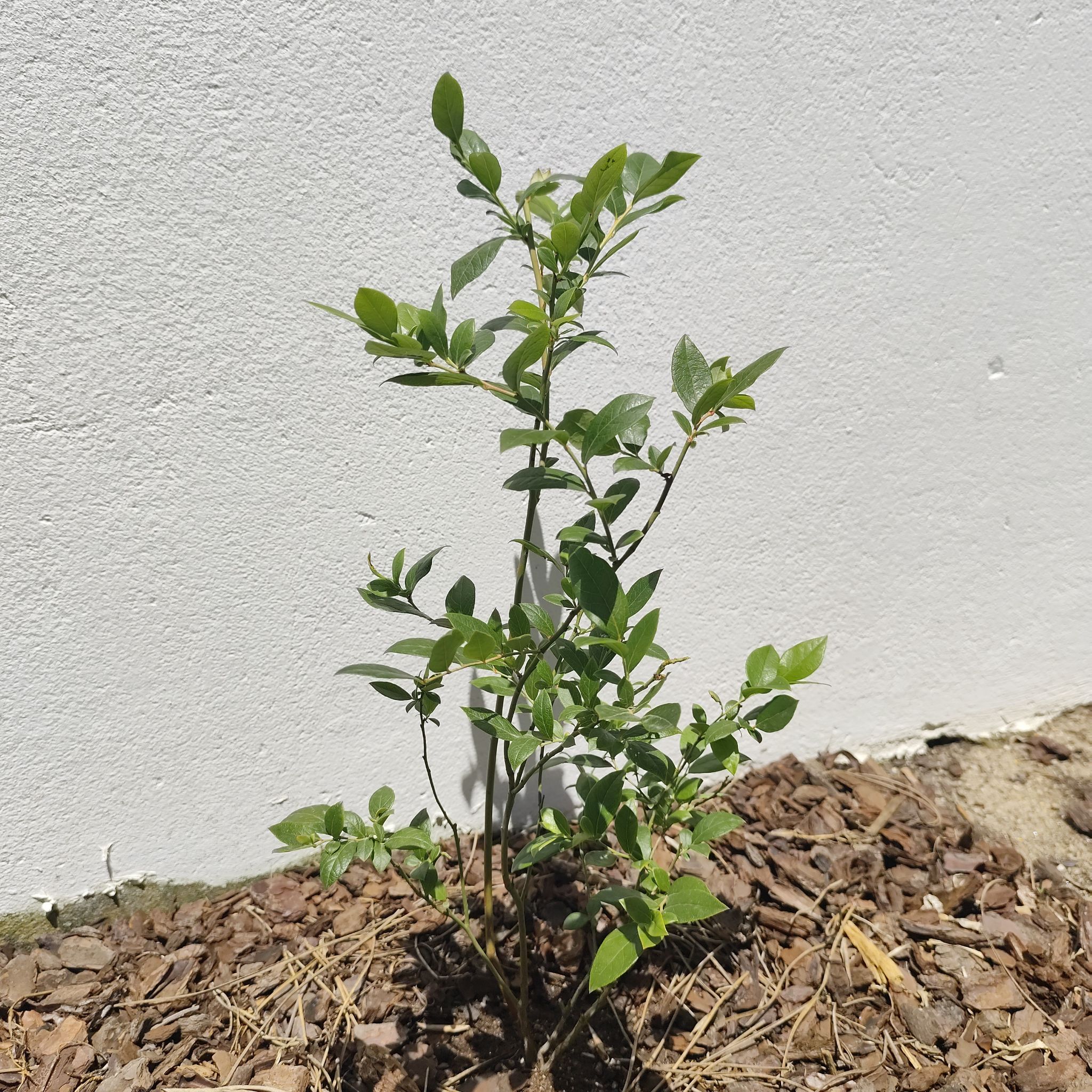 Photo of the plant species Duke Blueberry by @JardimBel named Duke on Greg, the plant care app