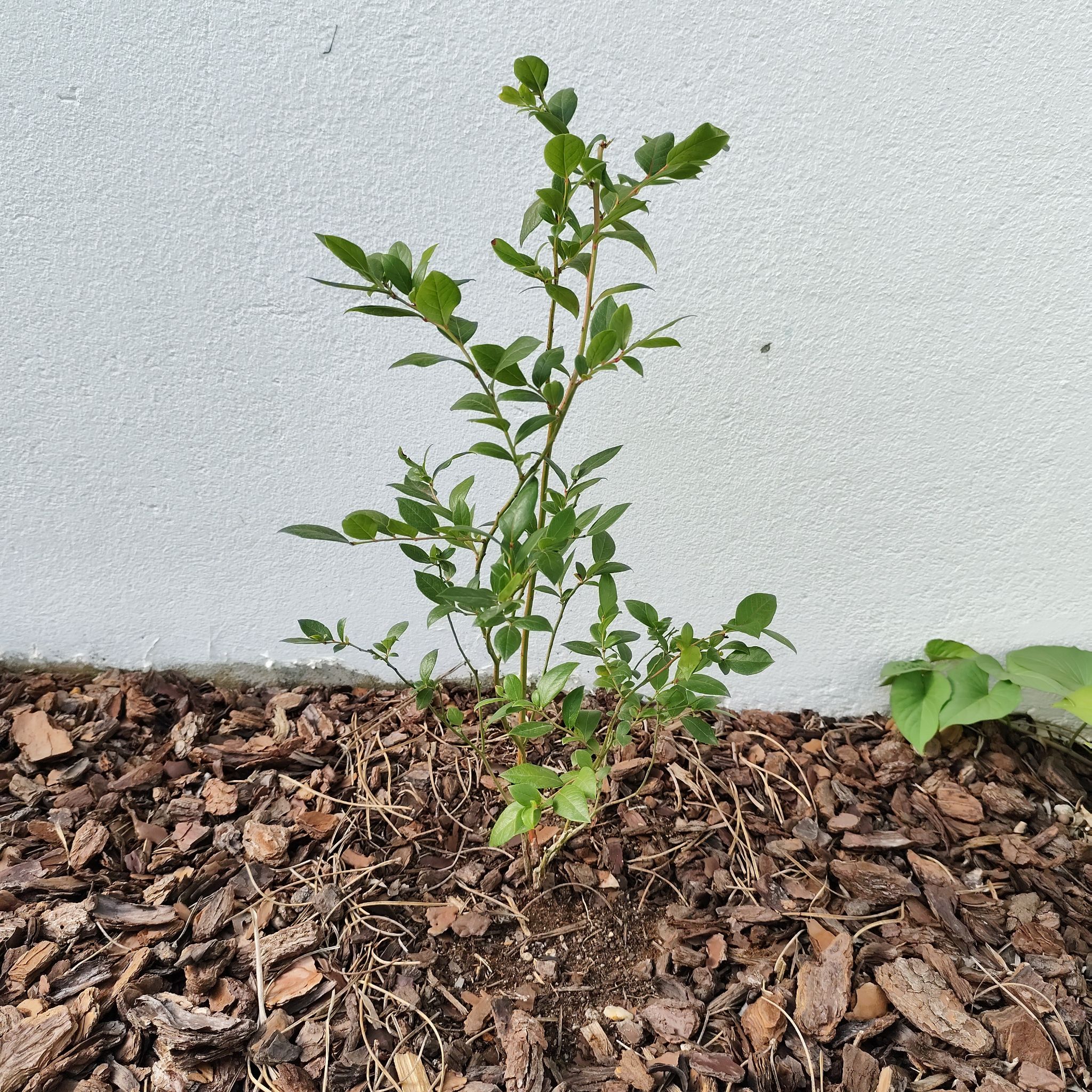 Photo of the plant species Duke Blueberry by @JardimBel named Duke on Greg, the plant care app