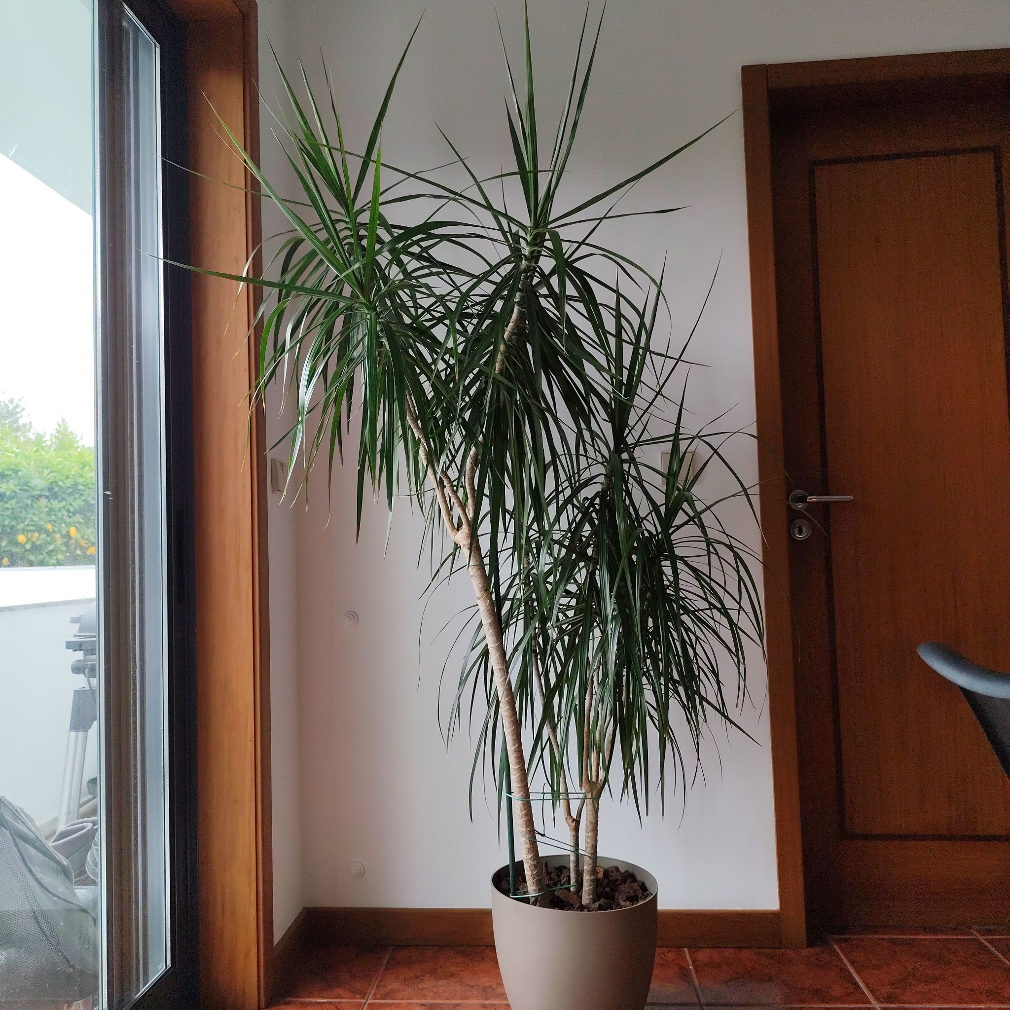 Photo of the plant species Madagascar Dragon Tree by @JardimBel named Dracaena Marginata on Greg, the plant care app