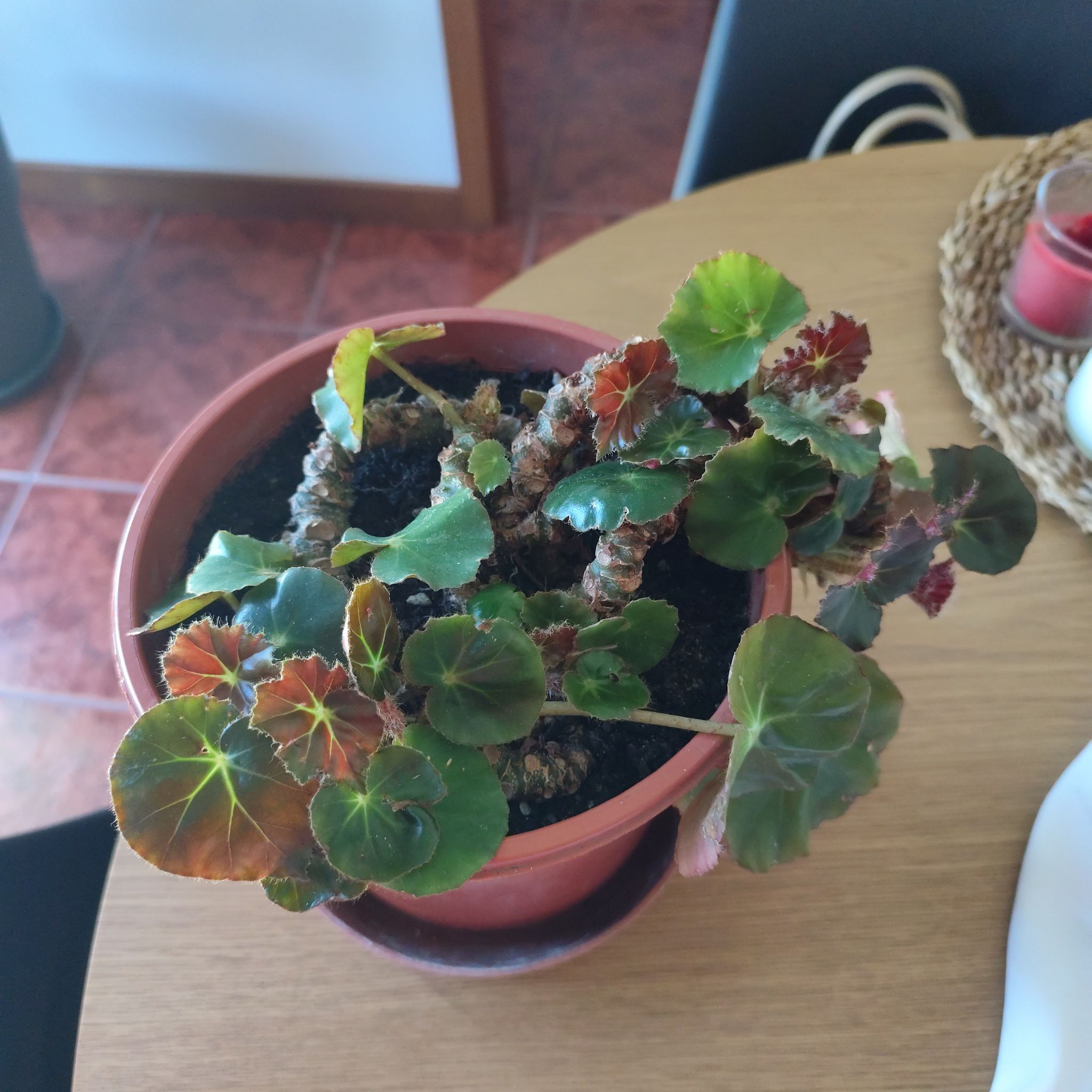 Begonia Grandis
