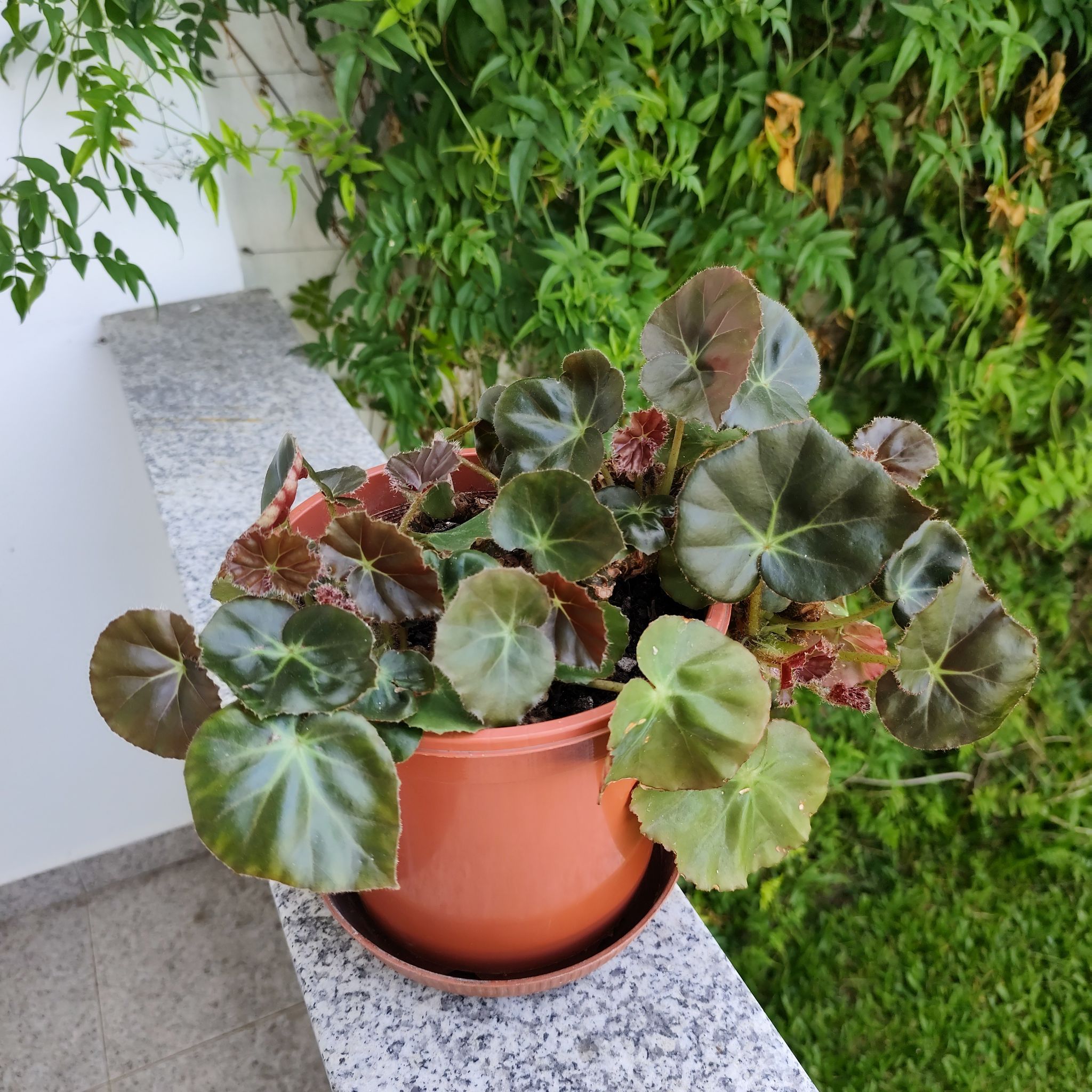 Photo of the plant species Hardy Begonia by @JardimBel named Begonia Grandis on Greg, the plant care app