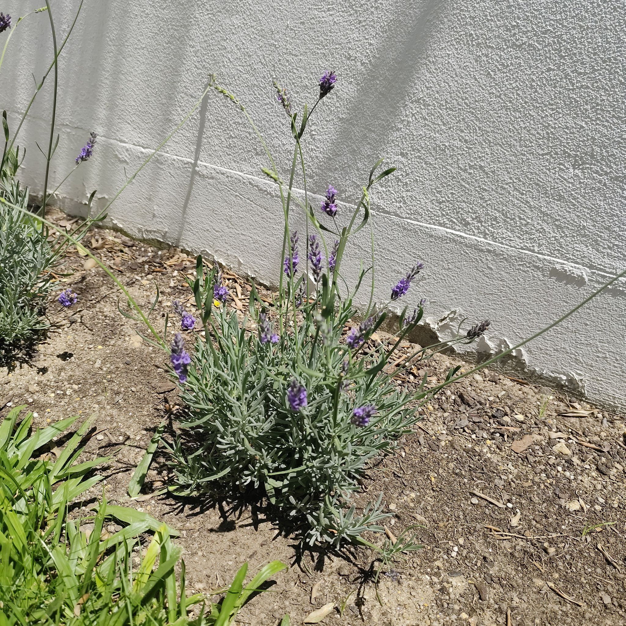 Photo of the plant species Lavender 'Phenomenal' by @JardimBel named Lavandim on Greg, the plant care app