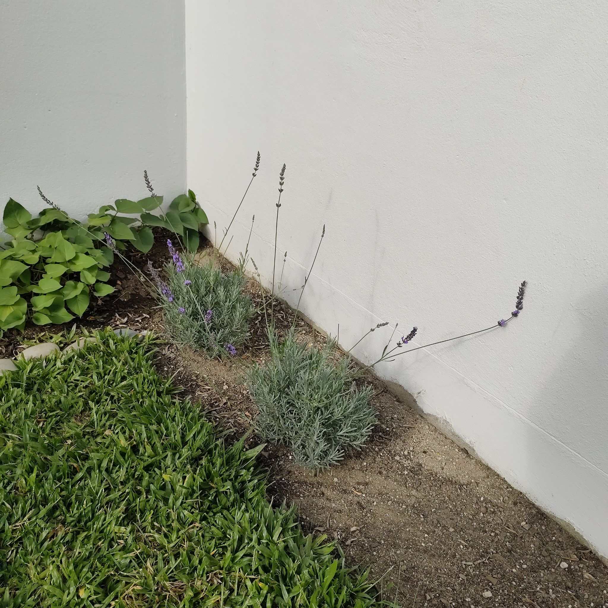 Photo of the plant species Lavender 'Phenomenal' by @JardimBel named Lavandim on Greg, the plant care app