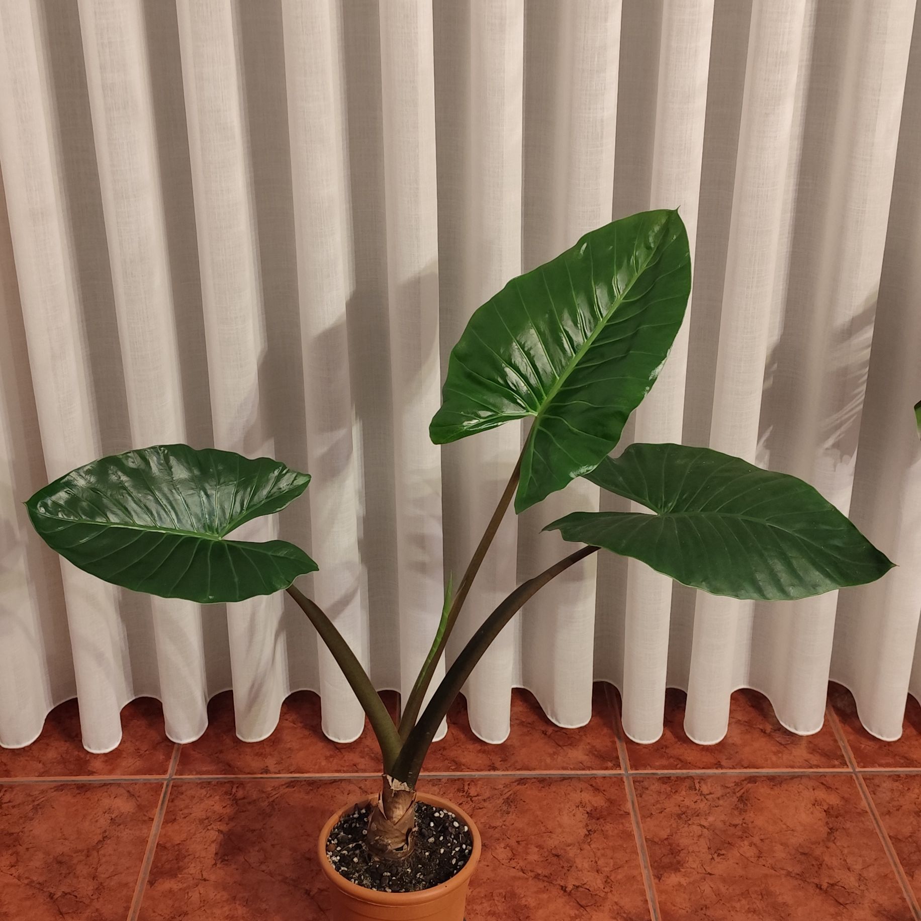 Alocasia Black Stem