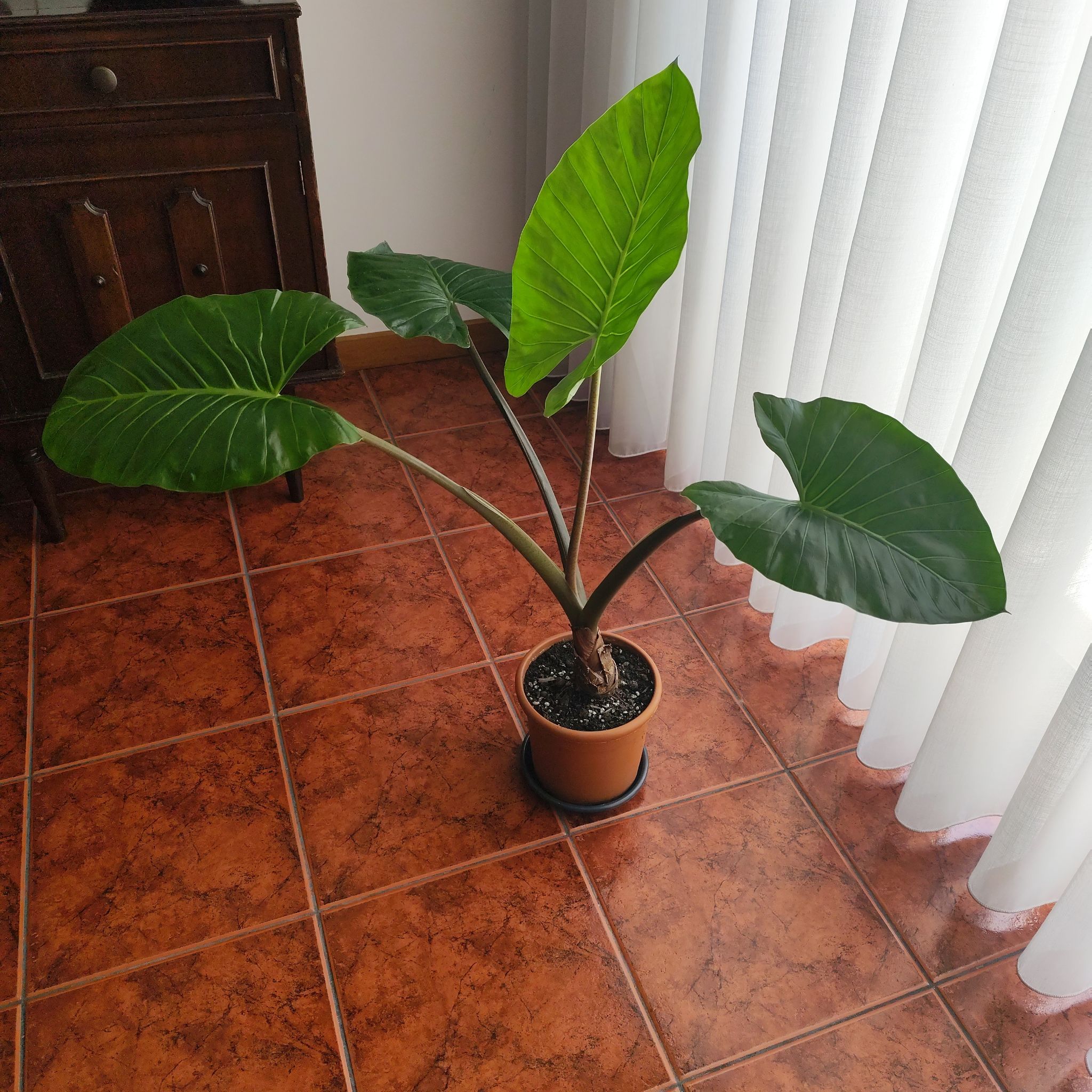 Alocasia Black Stem
