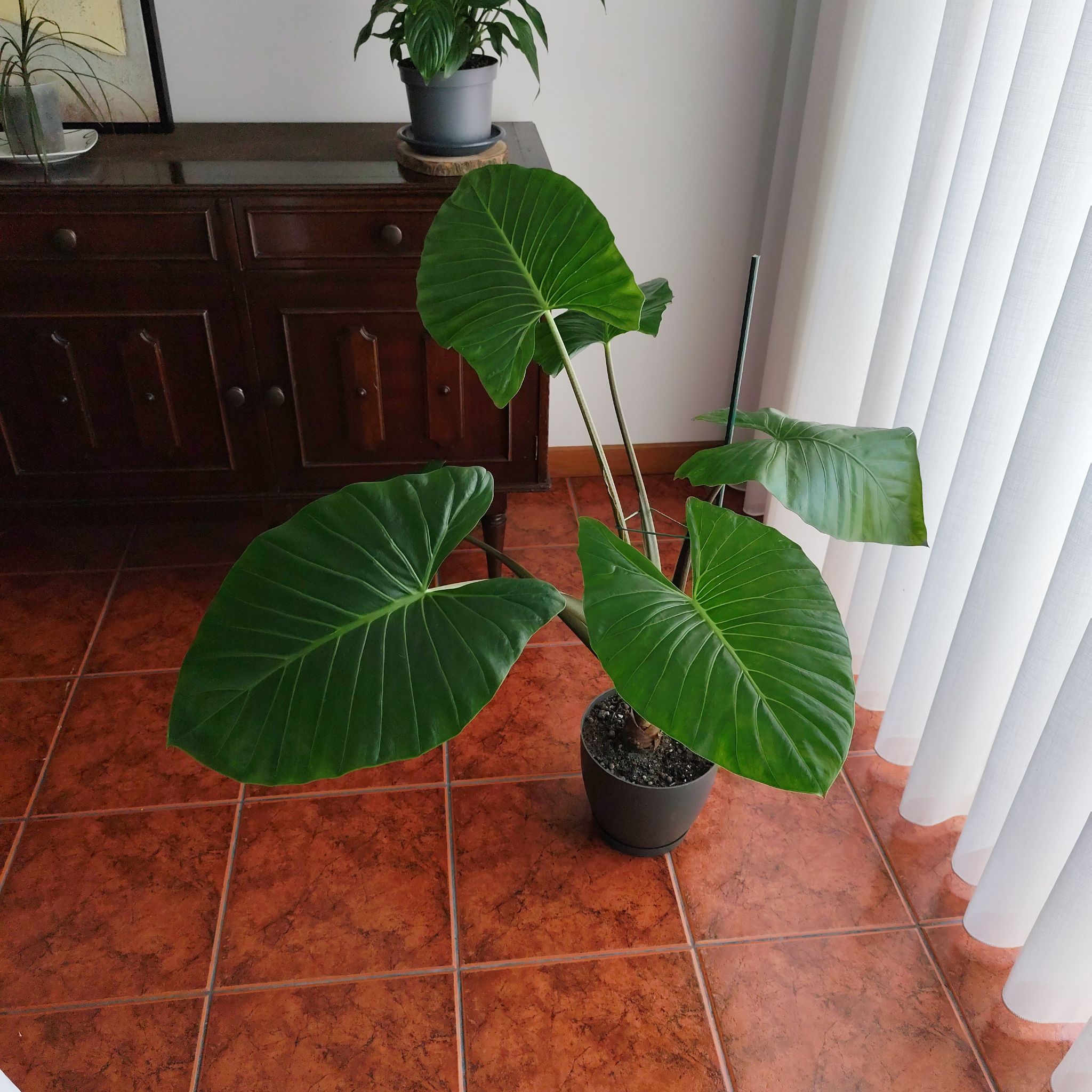 Alocasia Black Stem