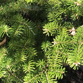Photo of the plant species Canada Balsam by @TidyWaxplant71 named Orwell on Greg, the plant care app