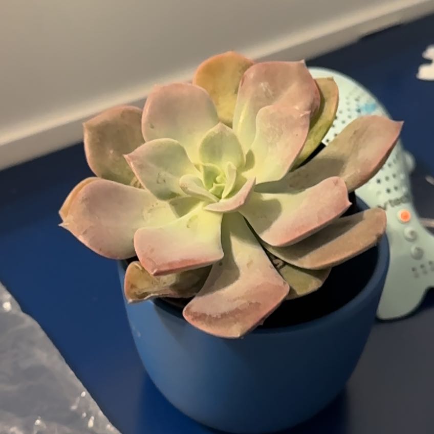 Photo of the plant species Graptoveria 'Francesca' by @ShrewdApplerose named Drake on Greg, the plant care app