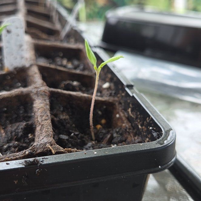 Photo of the plant species Roma Tomato by @GemKowhai97 named Maya on Greg, the plant care app